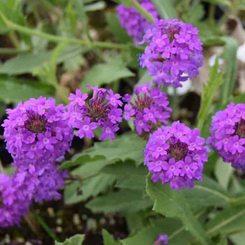 Verbena rigida ---